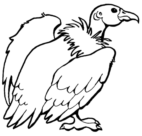 California Condor Coloring Page